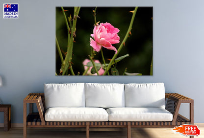 Pink Rose Flower Closeup View Photograph Print 100% Australian Made