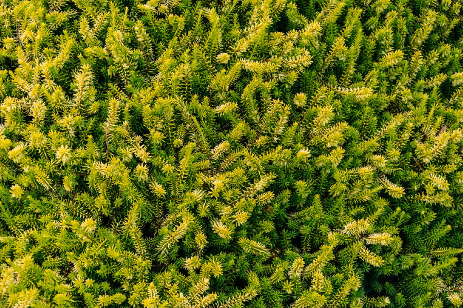 Pine Tree Leaves Closeup View Photograph Print 100% Australian Made