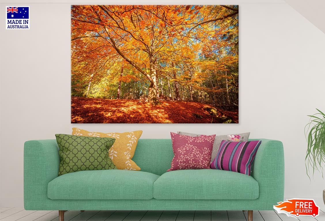 Autumn Trees Forest Photograph Print 100% Australian Made