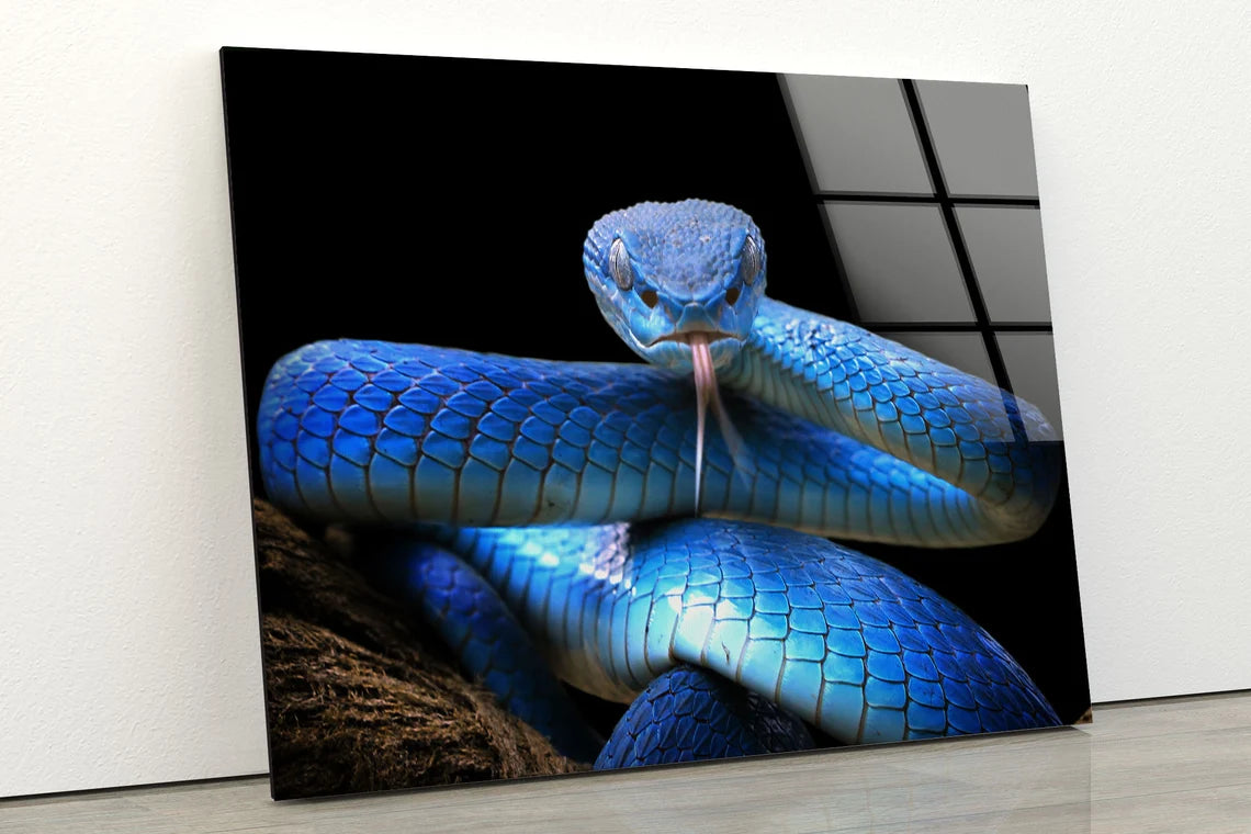 Blue Snake Closeup Photograph Acrylic Glass Print Tempered Glass Wall Art 100% Made in Australia Ready to Hang