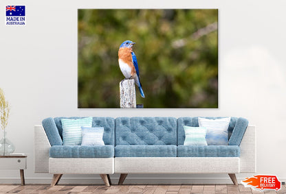 Blue Brown White Bird on Wood Photograph Print 100% Australian Made