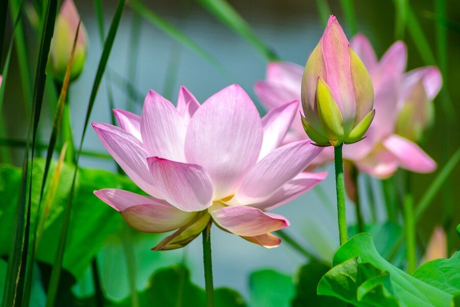 White and Pink Lotus Flowers Photograph Print 100% Australian Made