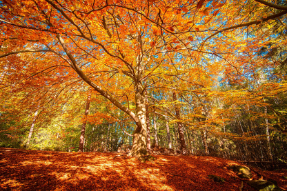 Autumn Trees Forest Photograph Print 100% Australian Made