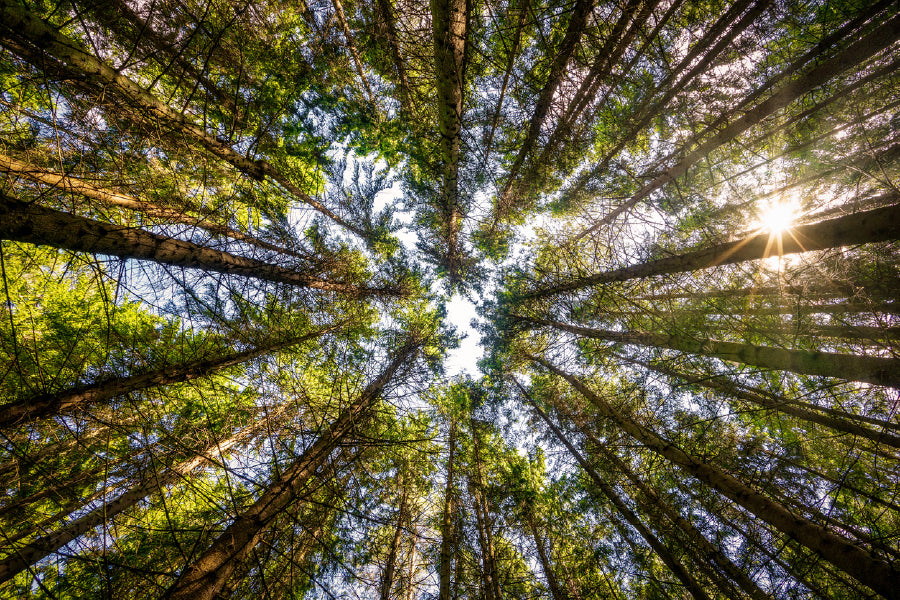 Angle View of Trees Forest View Photograph Print 100% Australian Made