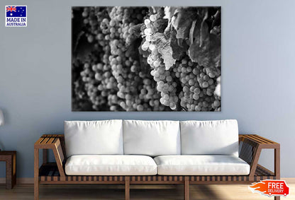 Grapes View B&W Photograph Print 100% Australian Made