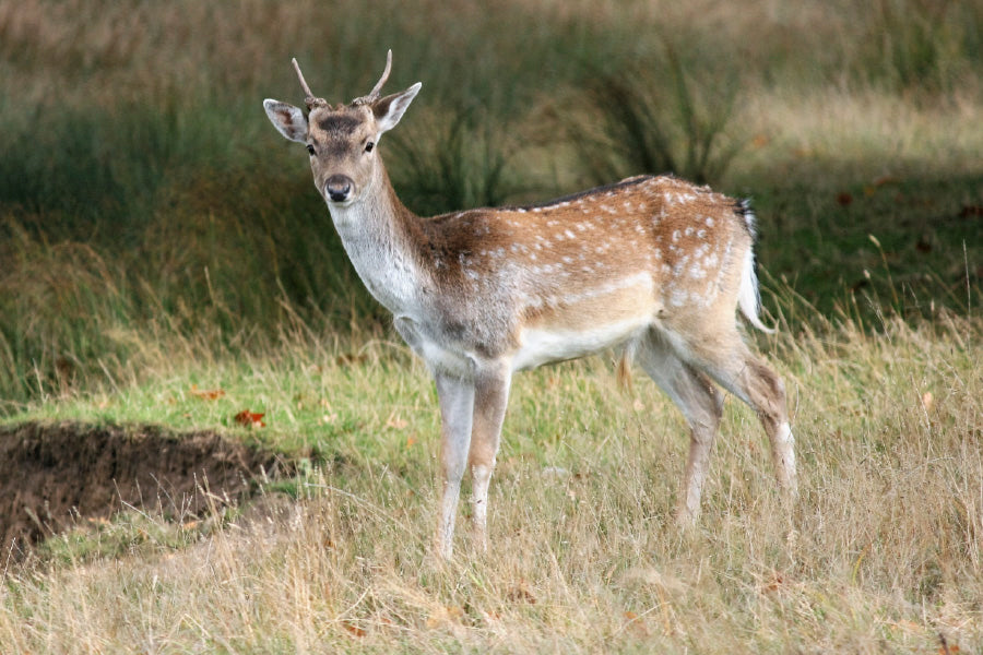 Deer in Grass Field View Photograph Print 100% Australian Made