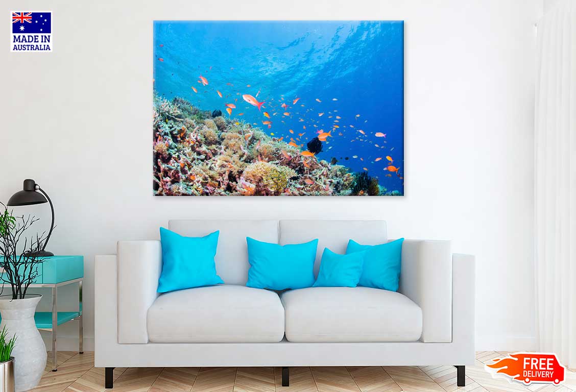 Coral Garden & Fish Scenery View Photograph Print 100% Australian Made