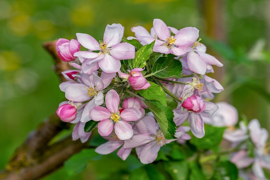 White & Pink Applr Blossom Flowers Photograph Print 100% Australian Made
