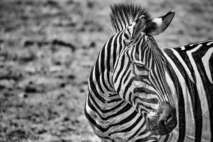 Greyscale Closeup Zebra B&W View Photograph Print 100% Australian Made