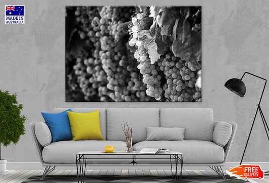 Grapes View B&W Photograph Print 100% Australian Made