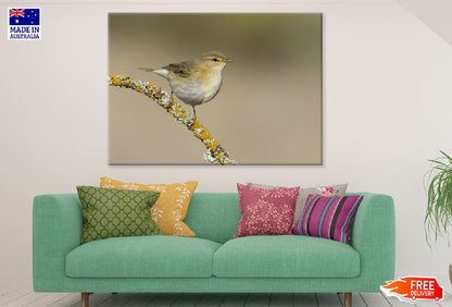 Willow Warbler Bird on Tree Branch Photograph Print 100% Australian Made