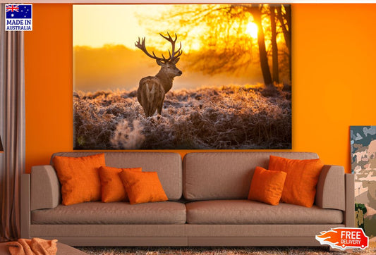 Deer at Sunset Photograph Print 100% Australian Made