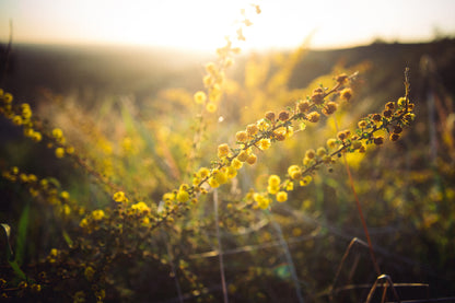 Yellow Flower Plants Sunset View Photograph Print 100% Australian Made