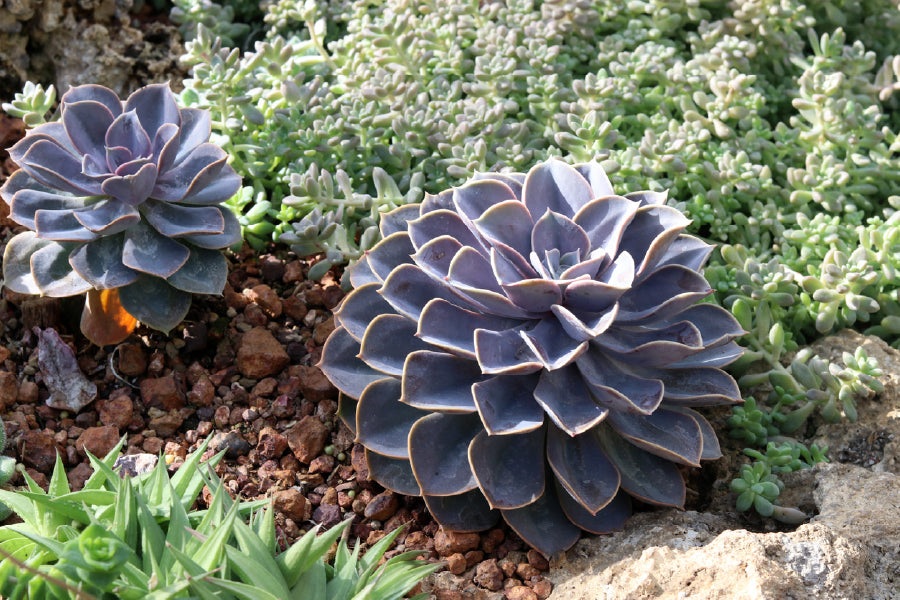 Purple Succulent Cactus View Photograph Print 100% Australian Made