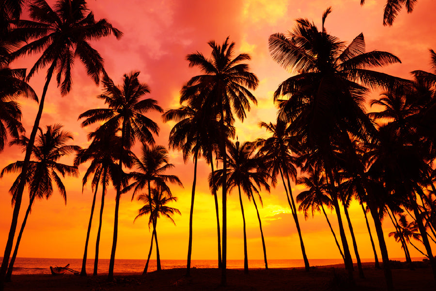 Palm Trees on Beach at Sunset View Photograph Print 100% Australian Made