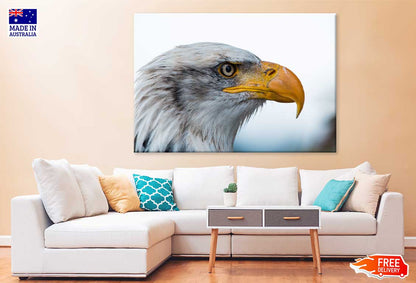 Bald Eagle Closeup View Photograph Print 100% Australian Made