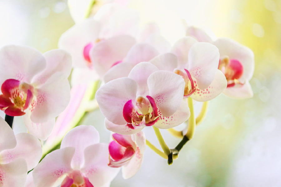 White Pink Orchid Flowers View Home Decor Premium Quality Poster Print Choose Your Sizes