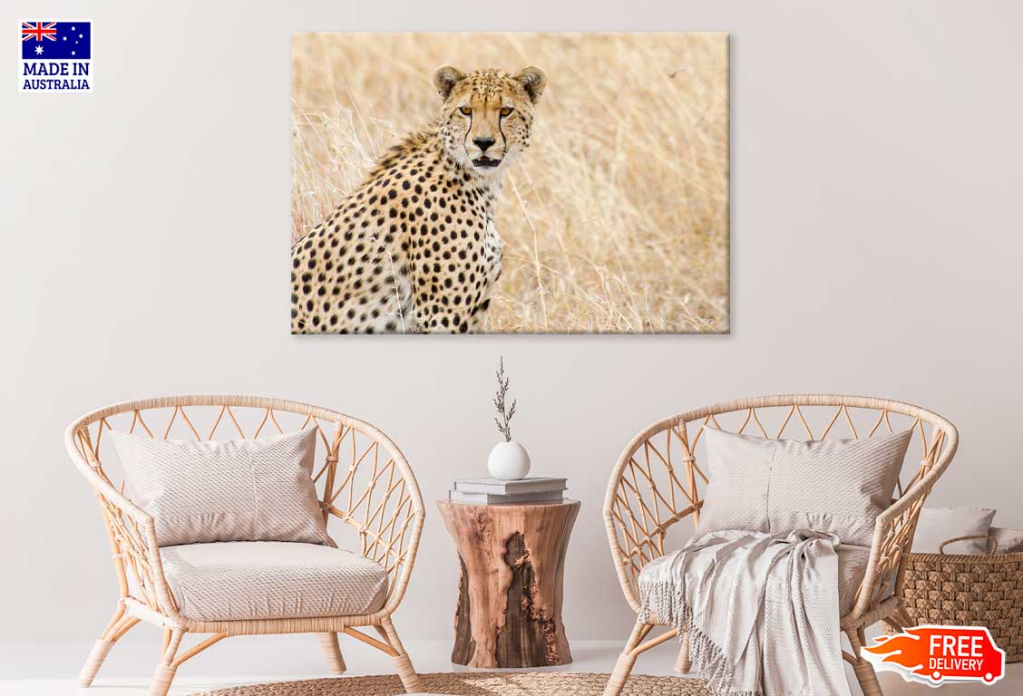 African Cheetah on Field View Photograph Print 100% Australian Made