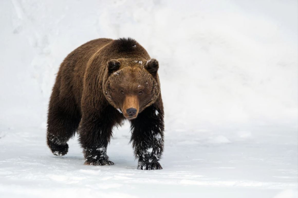 Bear Walking on Snow Photograph Home Decor Premium Quality Poster Print Choose Your Sizes