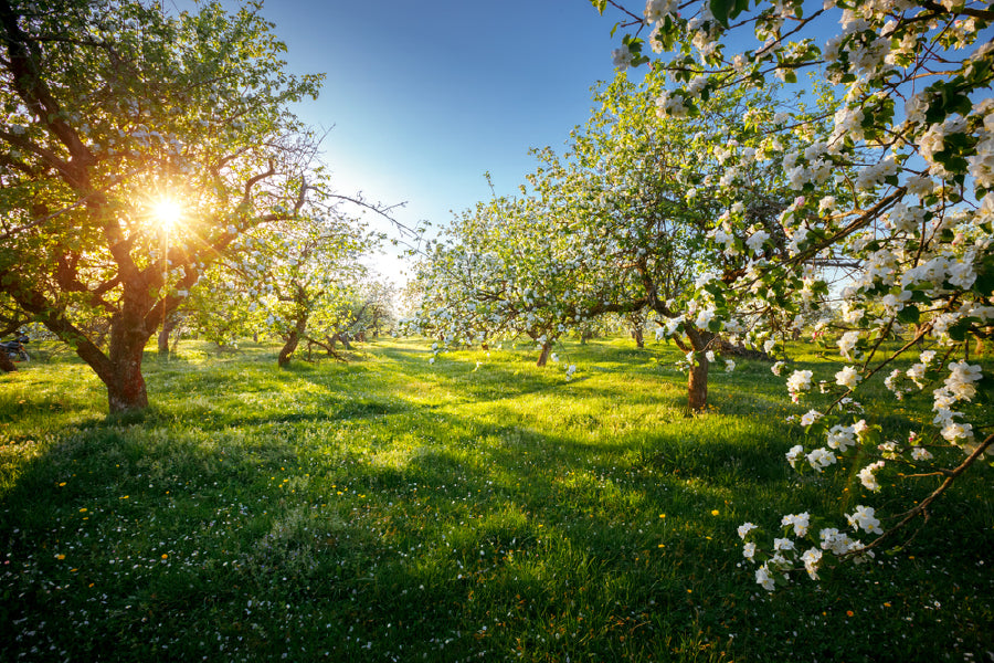 Blooming Lush Trees Garden View Photograph Print 100% Australian Made