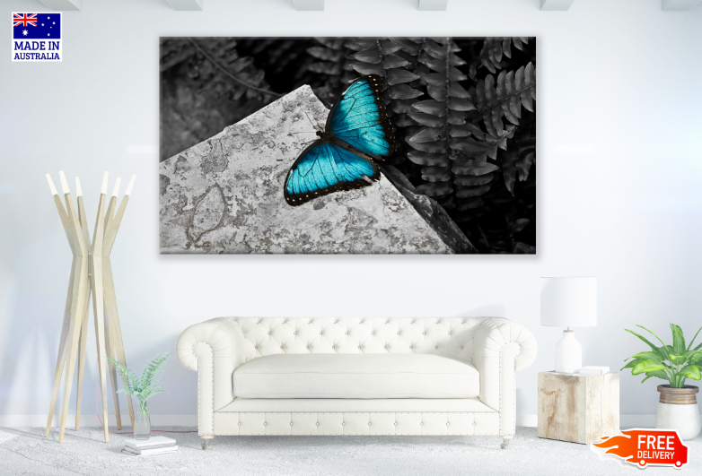 Blue Butterfly B&W Photograph Print 100% Australian Made