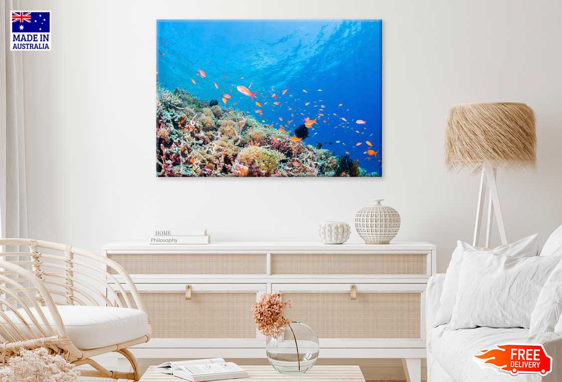 Coral Garden & Fish Scenery View Photograph Print 100% Australian Made