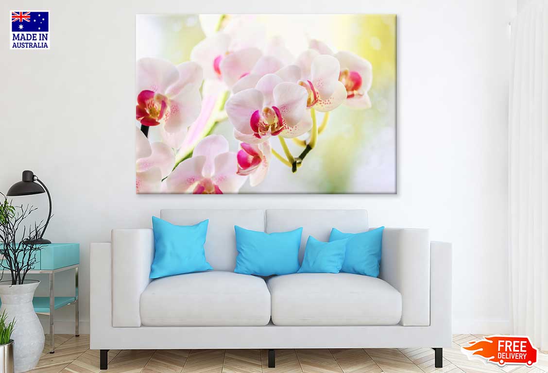 White Pink Orchid Flowers View Photograph Print 100% Australian Made