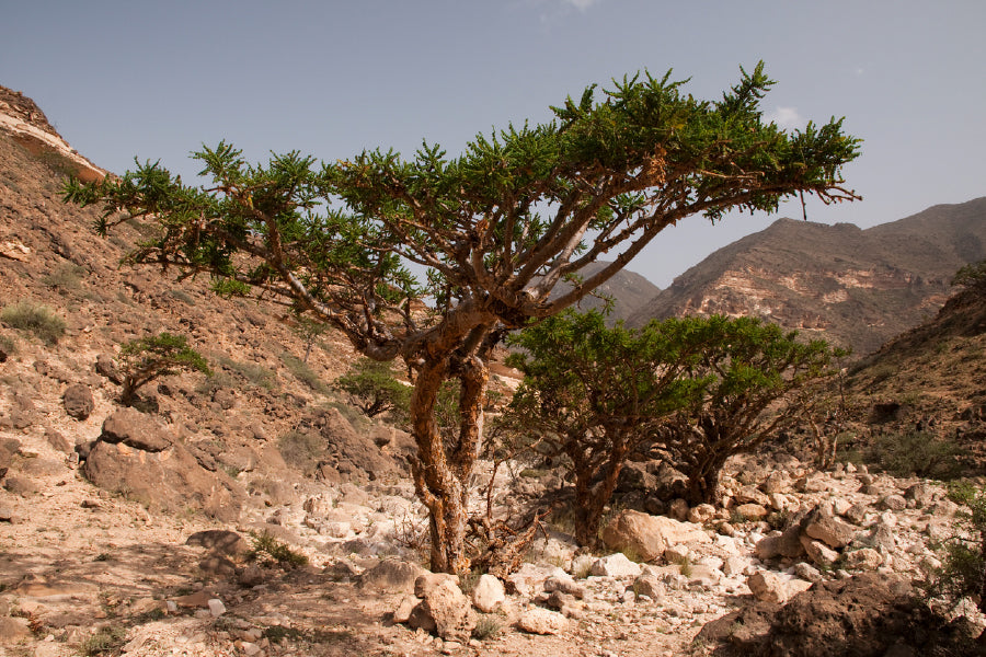 Frankincense Tree in Mountain Photograph Print 100% Australian Made