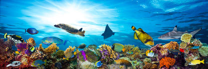 Panoramic Canvas Underwater Marine Life Photograph High Quality 100% Australian Made Wall Canvas Print Ready to Hang