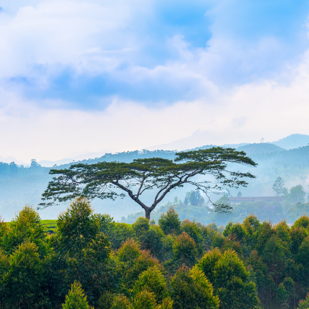 Square Canvas Trees View Pre Dawn Haze Kerala High Quality Print 100% Australian Made