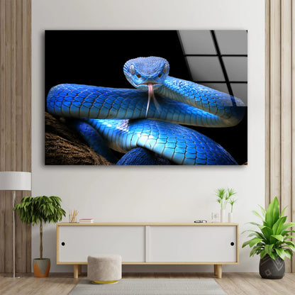 Blue Snake Closeup Photograph Acrylic Glass Print Tempered Glass Wall Art 100% Made in Australia Ready to Hang