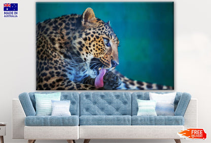 Leopard Licking It self Closeup Photograph Print 100% Australian Made