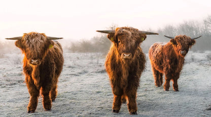 Highland Cows in Field Photograph Home Decor Premium Quality Poster Print Choose Your Sizes