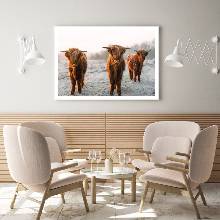 Highland Cows in Field Photograph Home Decor Premium Quality Poster Print Choose Your Sizes