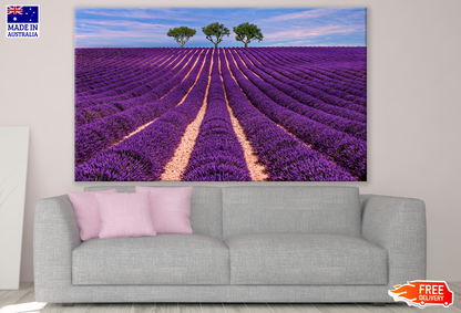 Lavendar Field Photograph Print 100% Australian Made