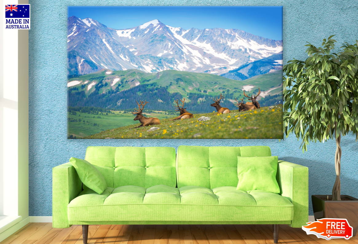 Elk Lounging in the Mountainside in Rocky Mountain National Park Photograph Print 100% Australian Made