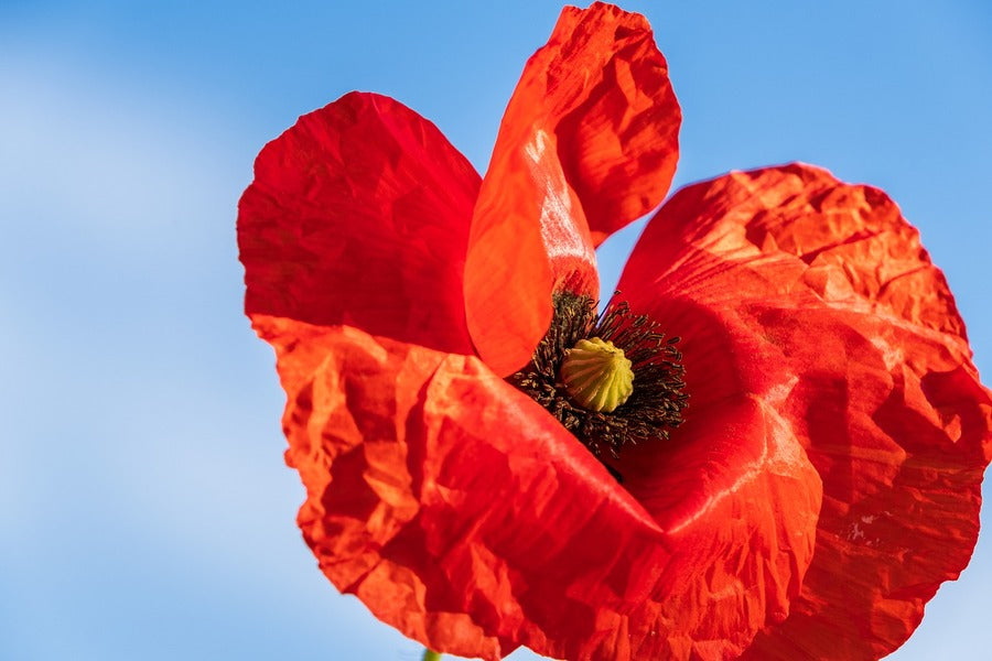 Red Poppy Flower Under Blue Sky Photograph Print 100% Australian Made