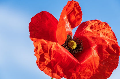 Red Poppy Flower Under Blue Sky Photograph Print 100% Australian Made