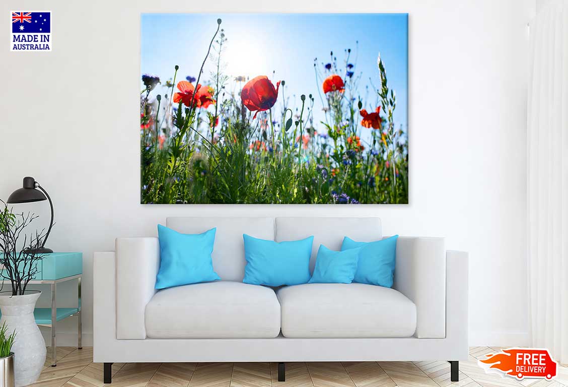 Red Poppy Field View From Below Photograph Print 100% Australian Made