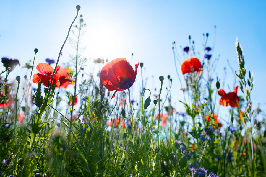 Red Poppy Field View From Below Photograph Print 100% Australian Made