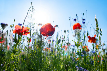 Red Poppy Field View From Below Photograph Print 100% Australian Made