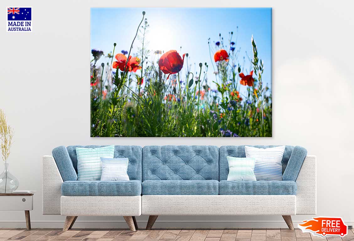 Red Poppy Field View From Below Photograph Print 100% Australian Made