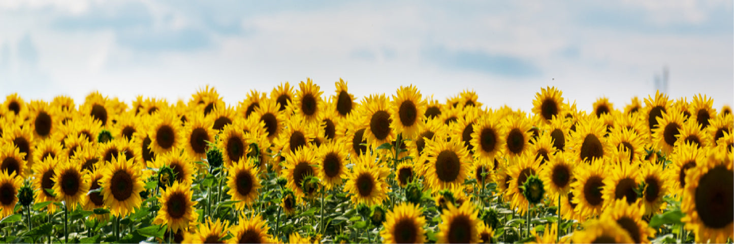 Panoramic Canvas Sun Flower Field Photograph High Quality 100% Australian made wall Canvas Print ready to hang