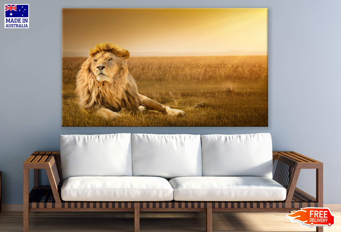 Lion on ground Photograph Print 100% Australian Made