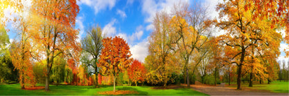 Panoramic Canvas Autumn Tree Park High Quality 100% Australian made wall Canvas Print ready to hang