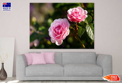 Rose Flowers Plant Closeup View Photograph Print 100% Australian Made