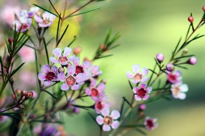 Waxflowers with Plant Photograph Print 100% Australian Made