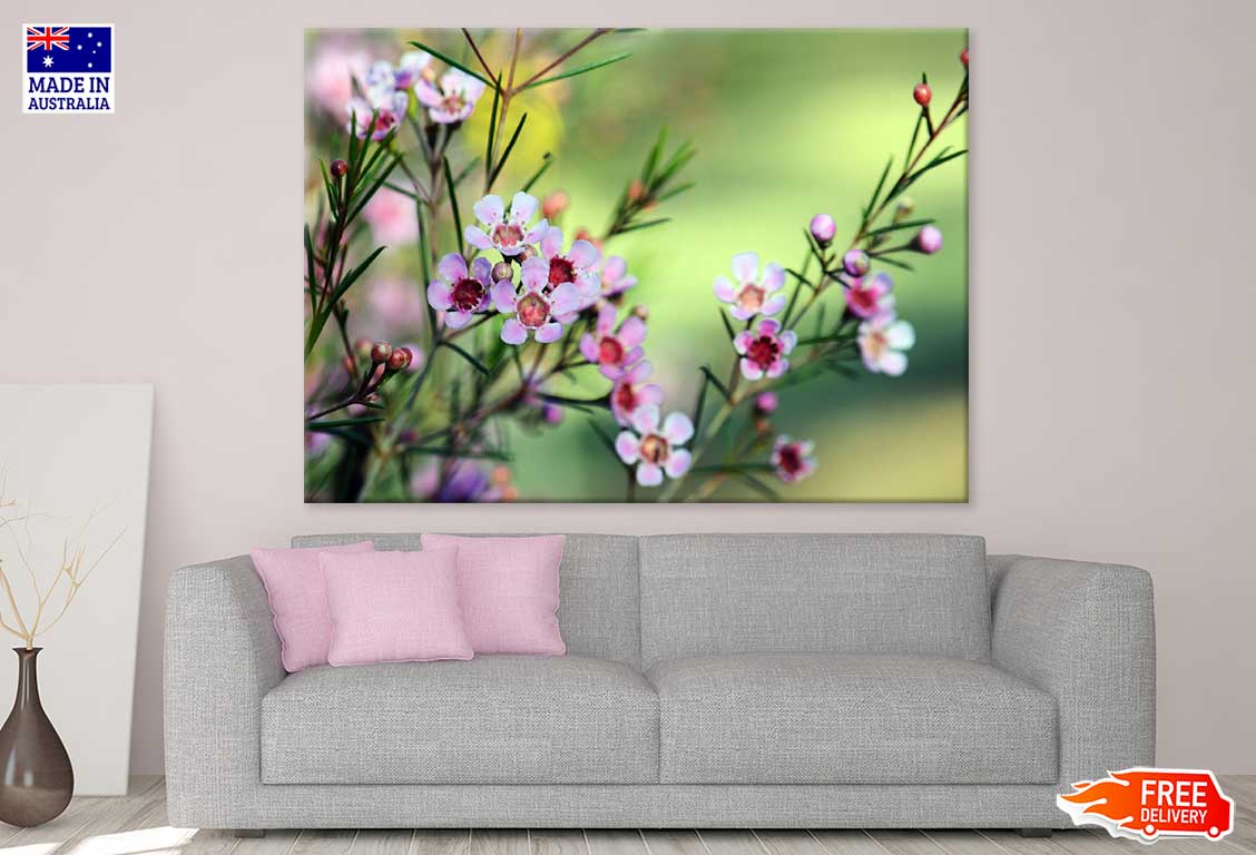 Waxflowers with Plant Photograph Print 100% Australian Made