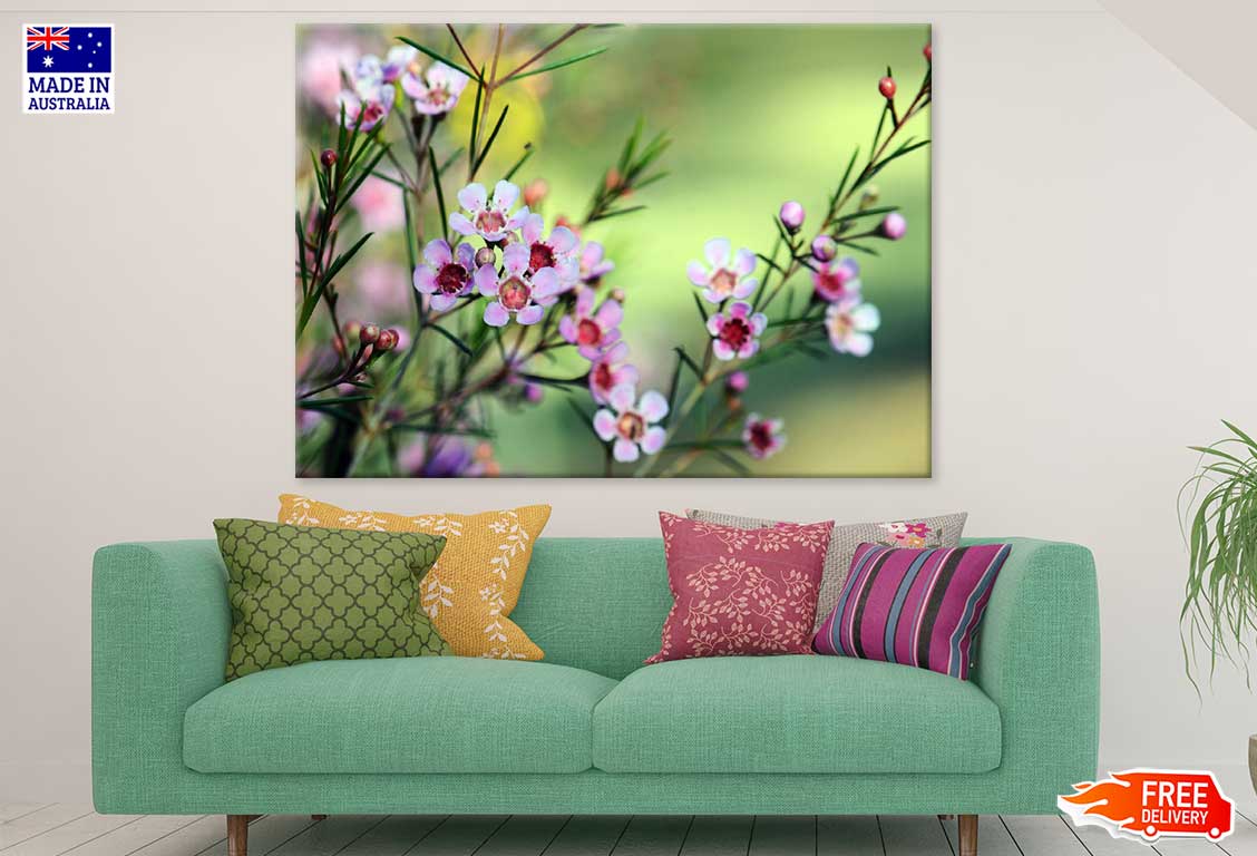 Waxflowers with Plant Photograph Print 100% Australian Made
