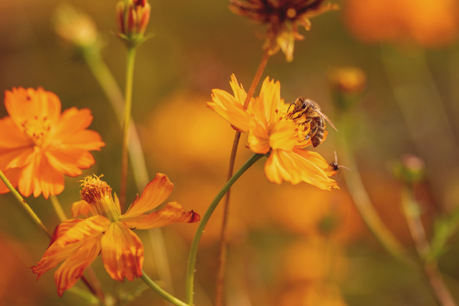 Bee on Yellow Cosmos Flower View Photograph Print 100% Australian Made